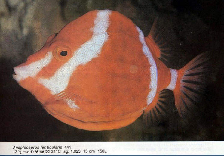Anaplocapros lenticularis